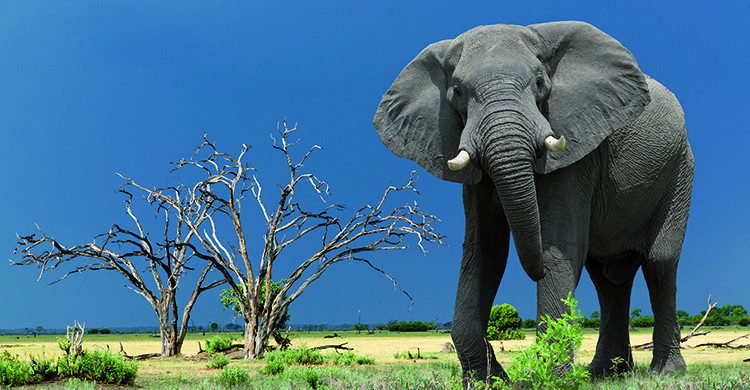 elephant lodge safari in Kenya