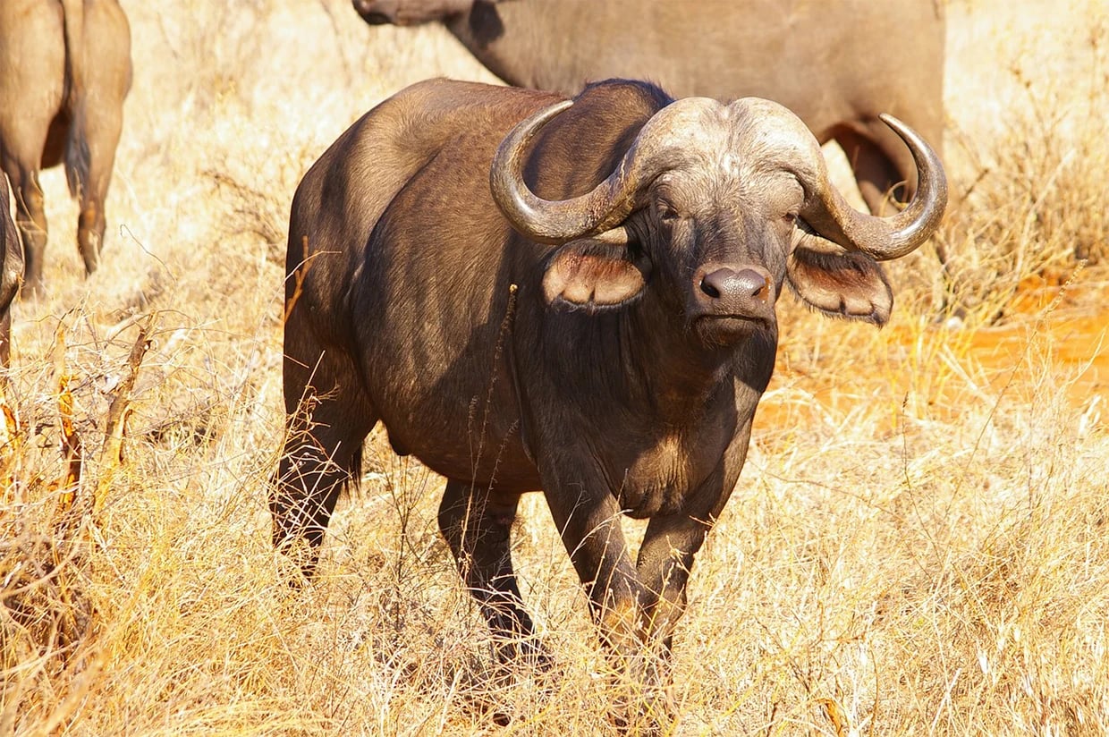 A Cape buffalo facing the camera in tall golden grass