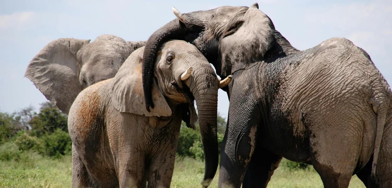 Elephants standing close together with their heads touching