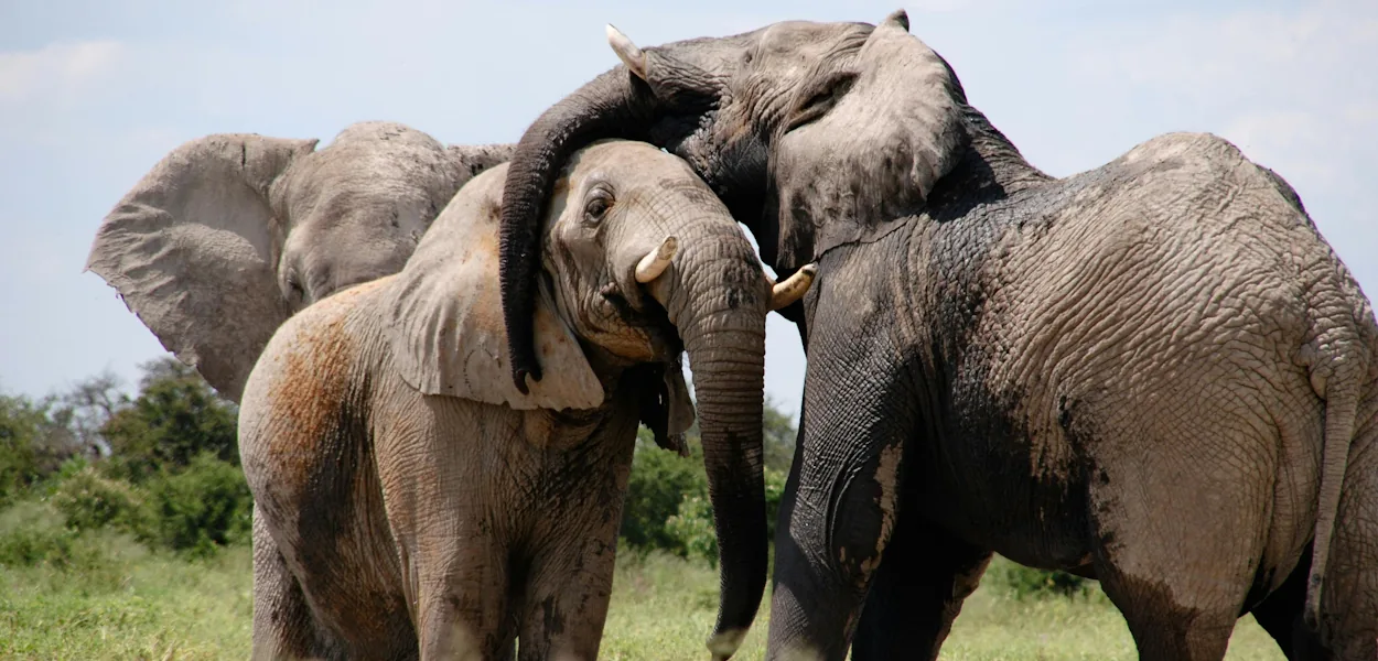 Elephants standing close together with their heads touching