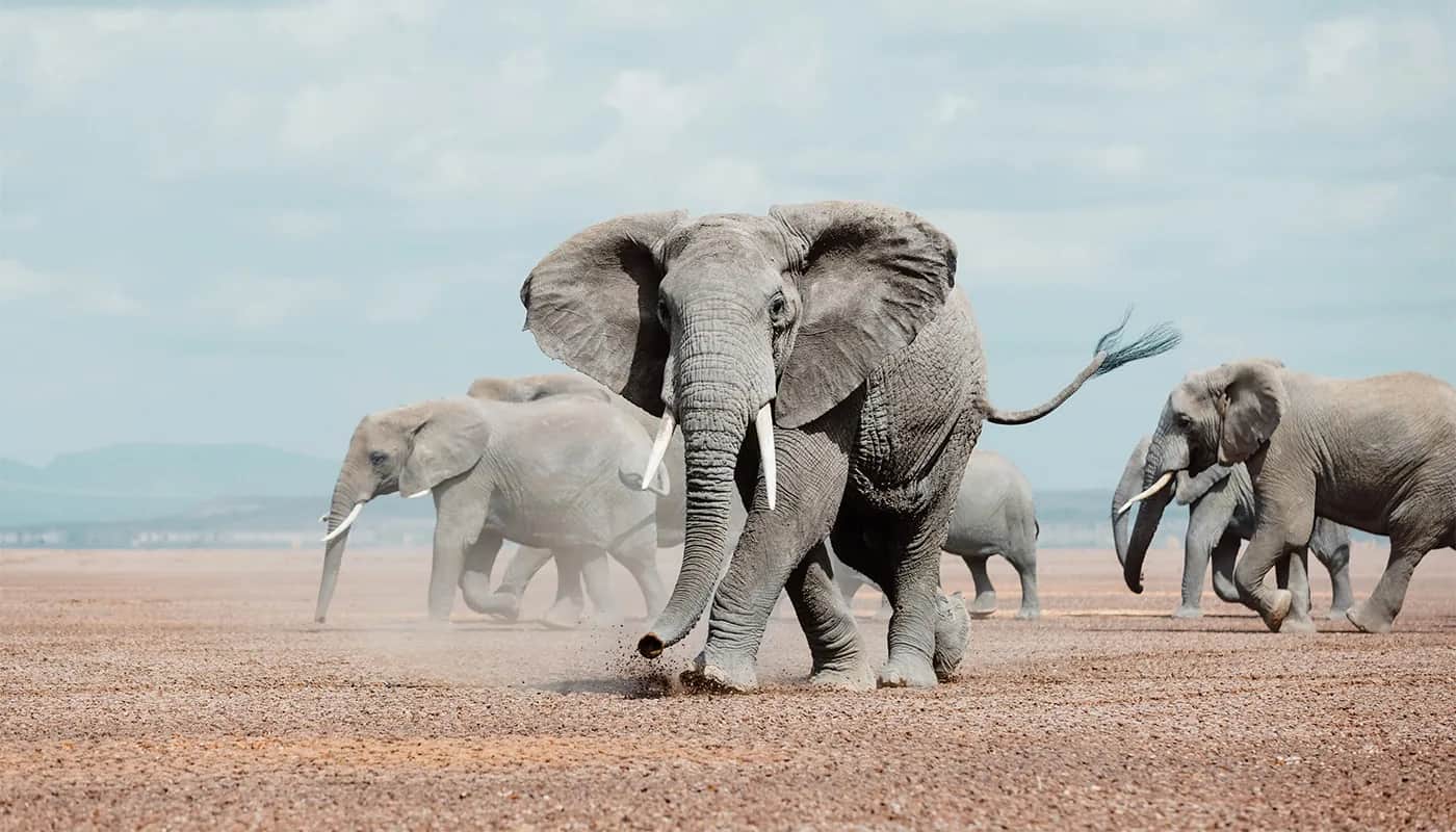 An elephant family moving together across the dusty Amboseli flats