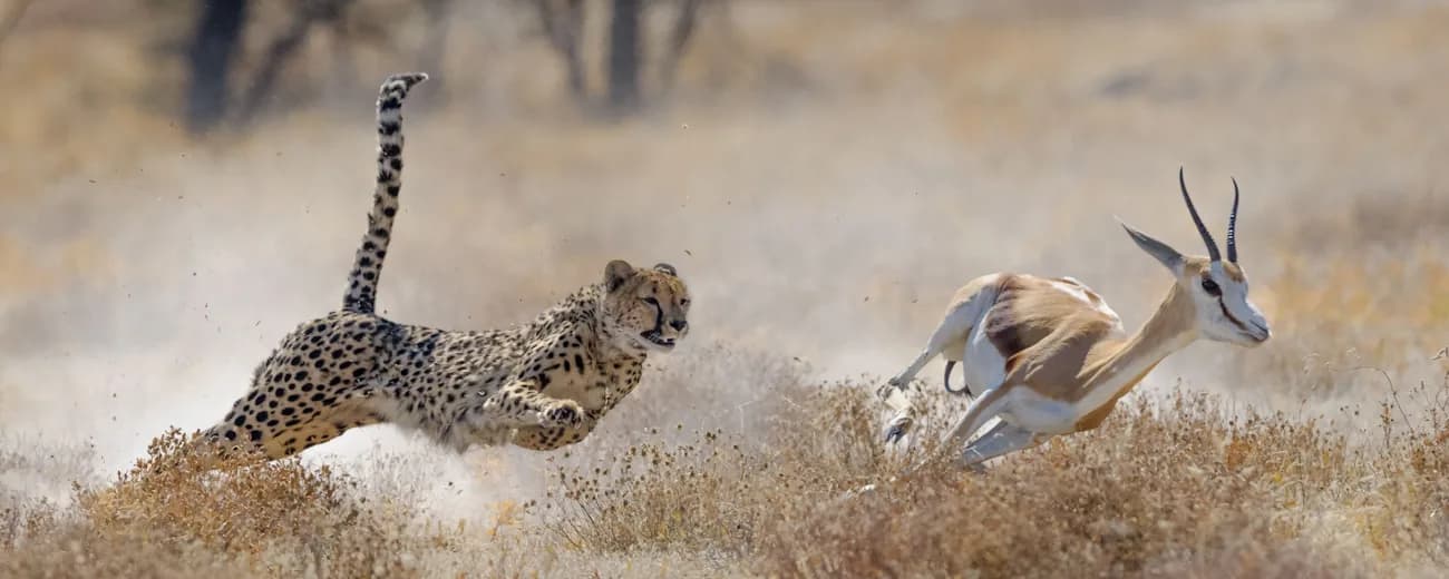 Cheetah chasing an antelope across dry grassland