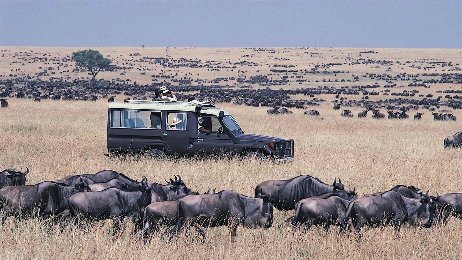 A safari vehicle among wildebeest herds spread across the Masai Mara plains