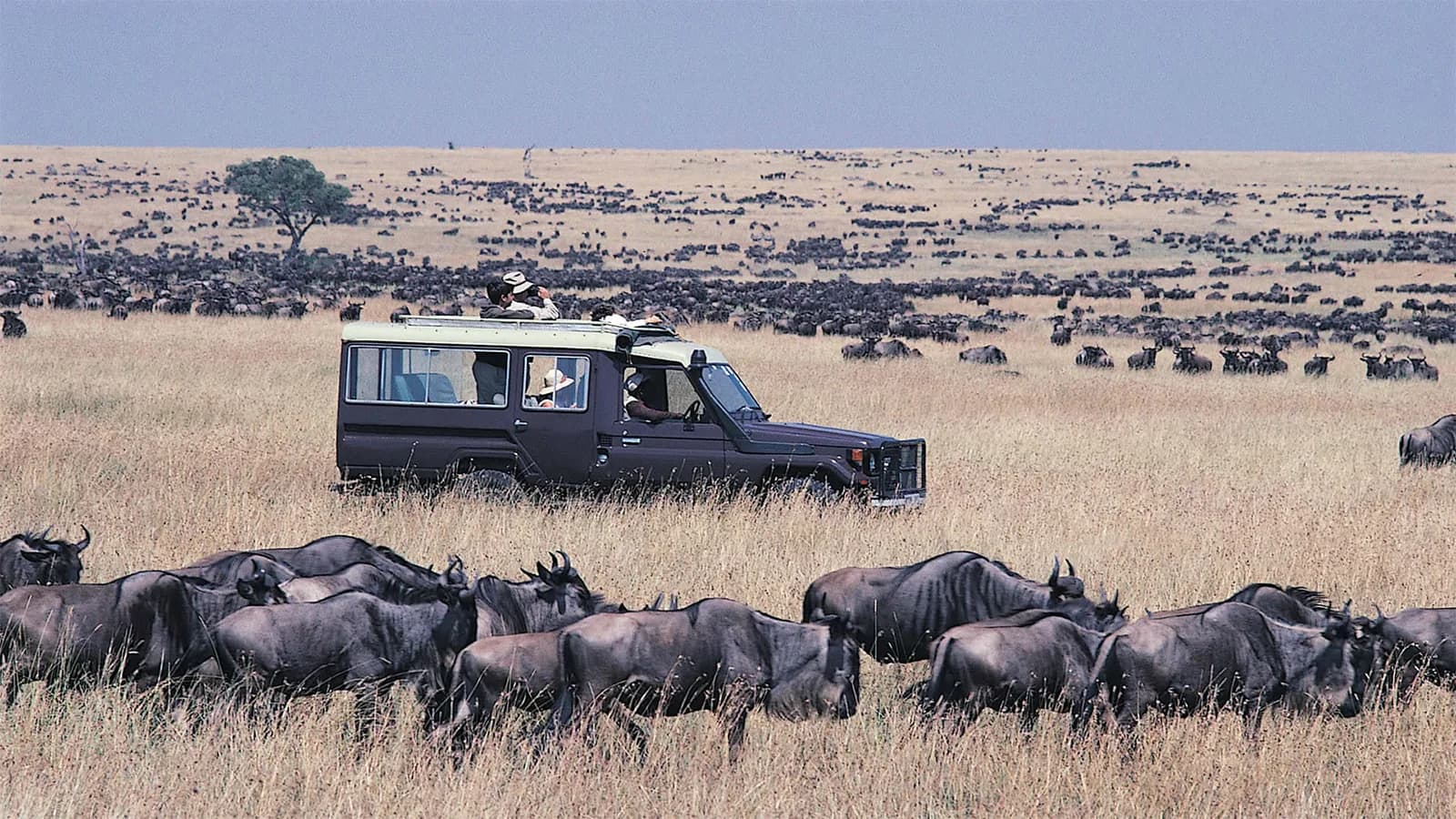 A safari vehicle among wildebeest herds spread across the Masai Mara plains