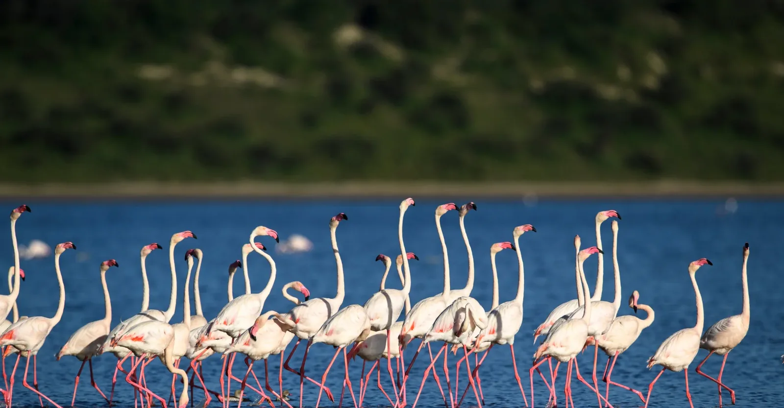 Flamingos wading in a shallow soda lake below wooded highlands