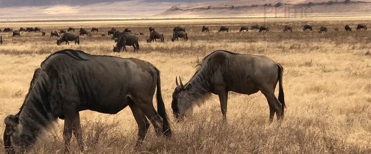 Wildebeest grazing on the Ngorongoro crater floor below the crater wall