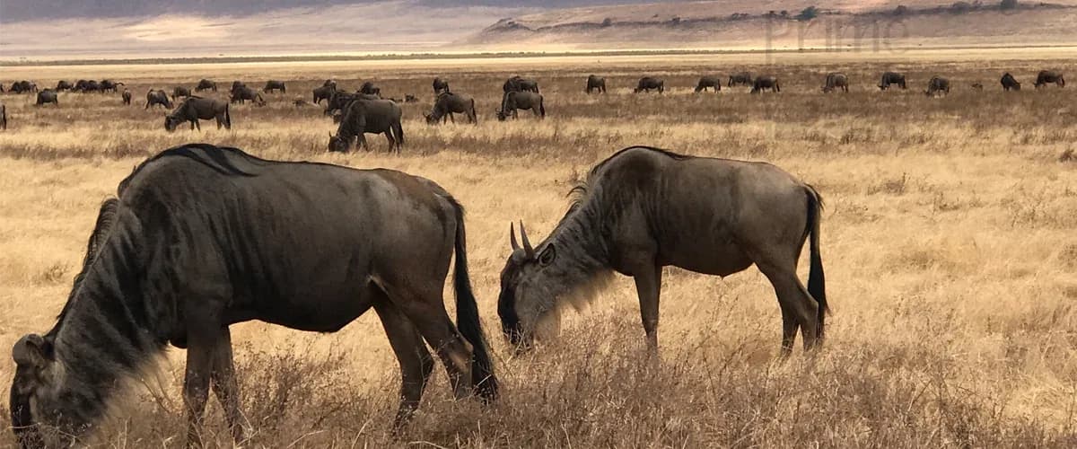Wildebeest grazing on the Ngorongoro crater floor below the crater wall