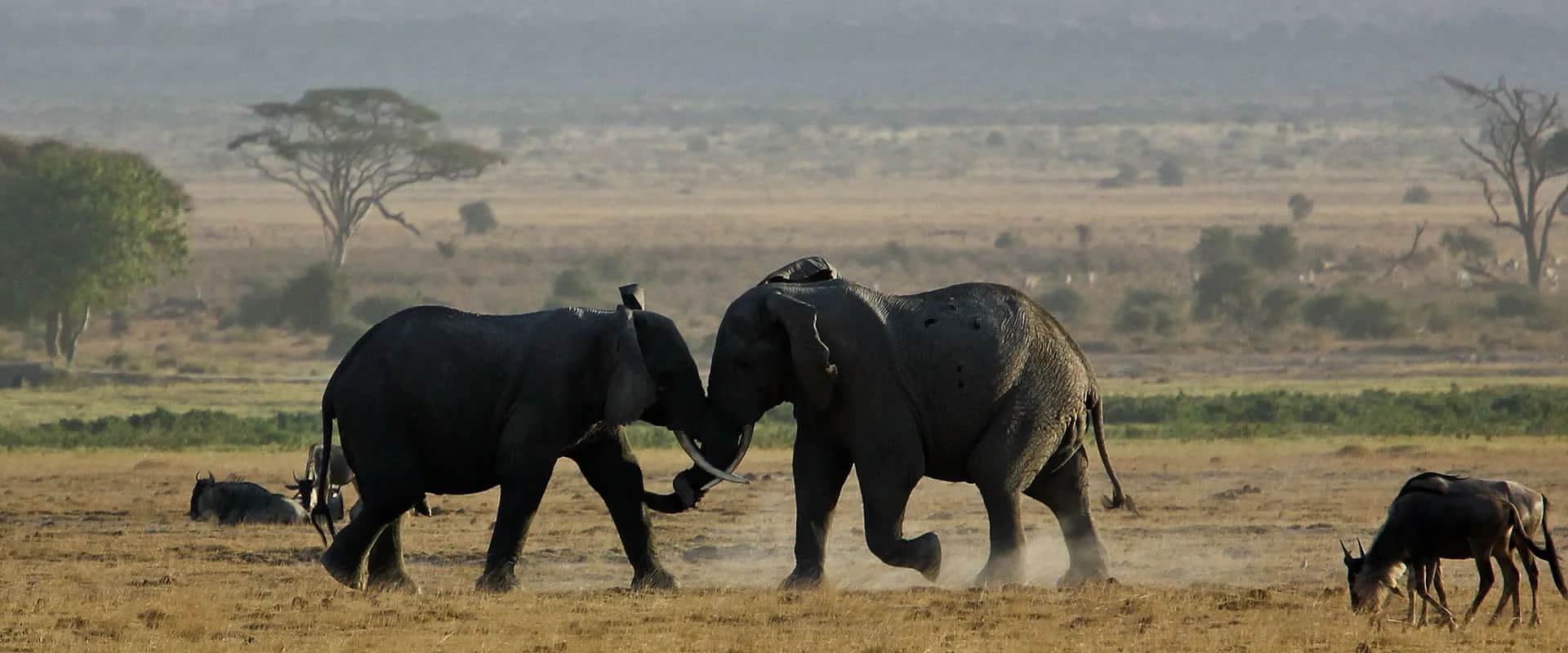 Two elephants facing each other in open dry grassland with scattered trees in the distance