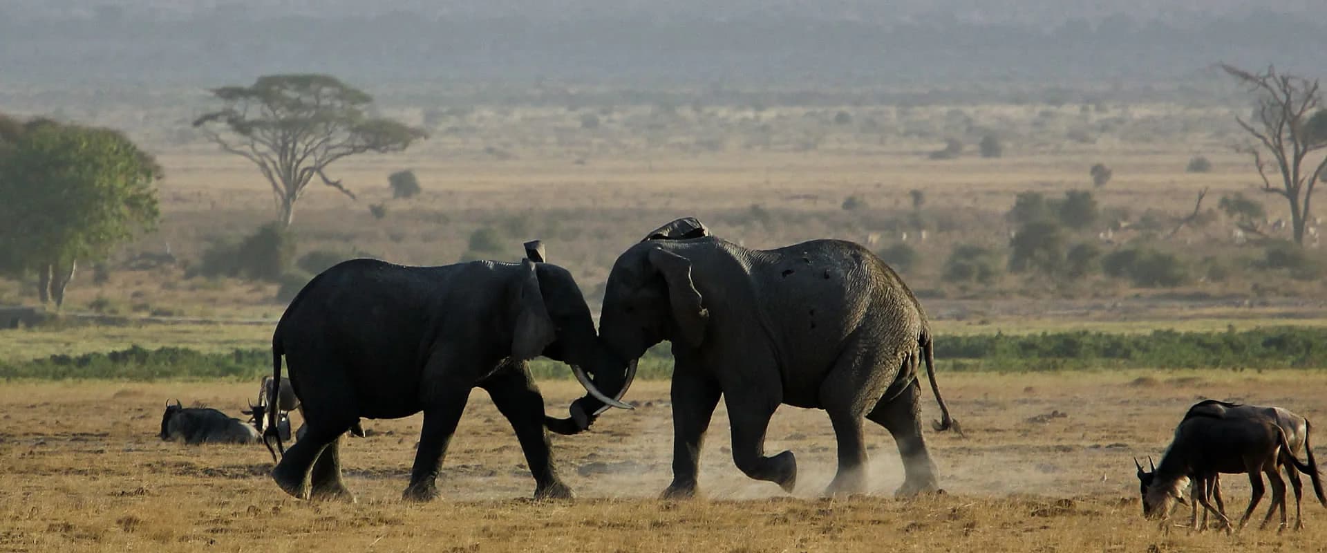 Two elephants facing each other in open dry grassland with scattered trees in the distance