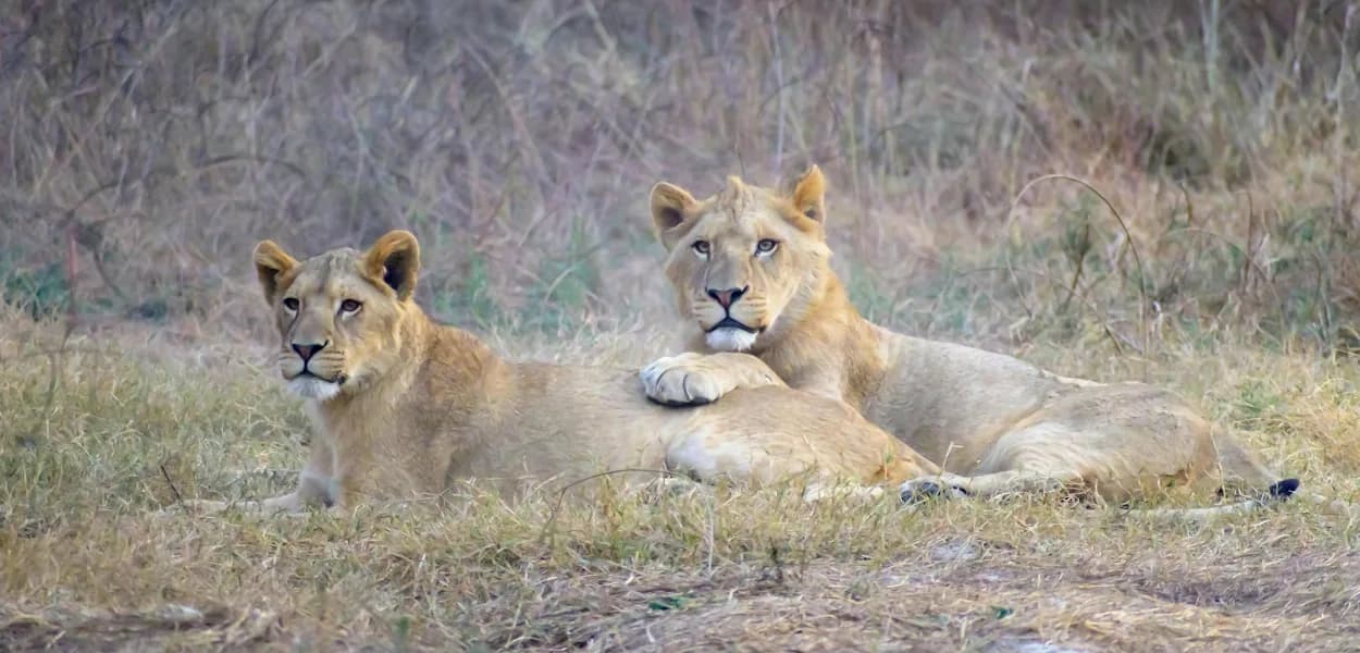 Two lionesses lying alert in dry grass