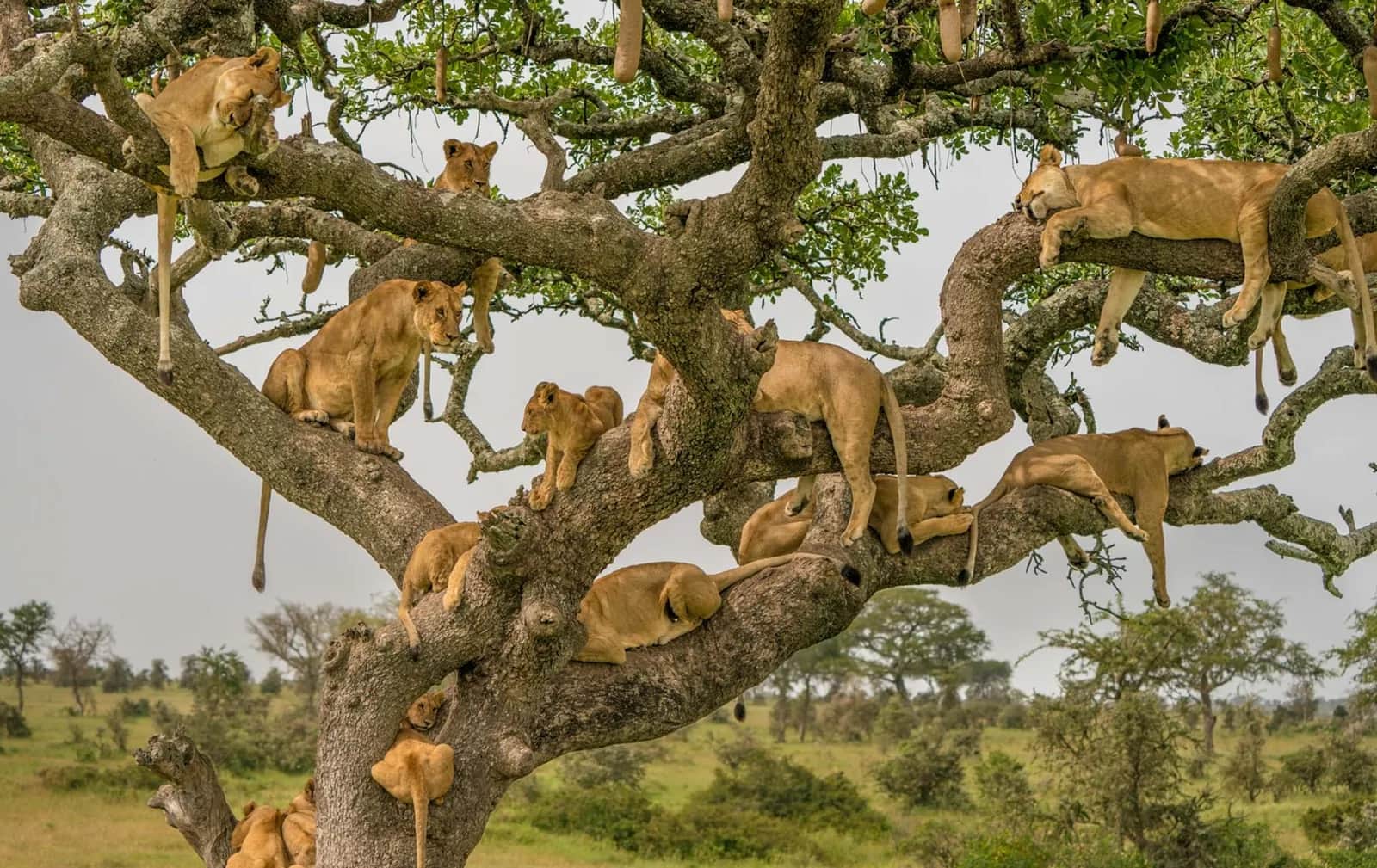 Lions resting along the branches of a large tree in the Serengeti