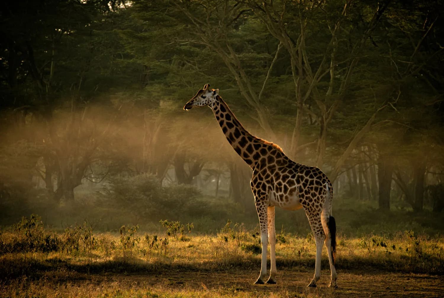 A giraffe standing in golden backlight among misty acacia woodland