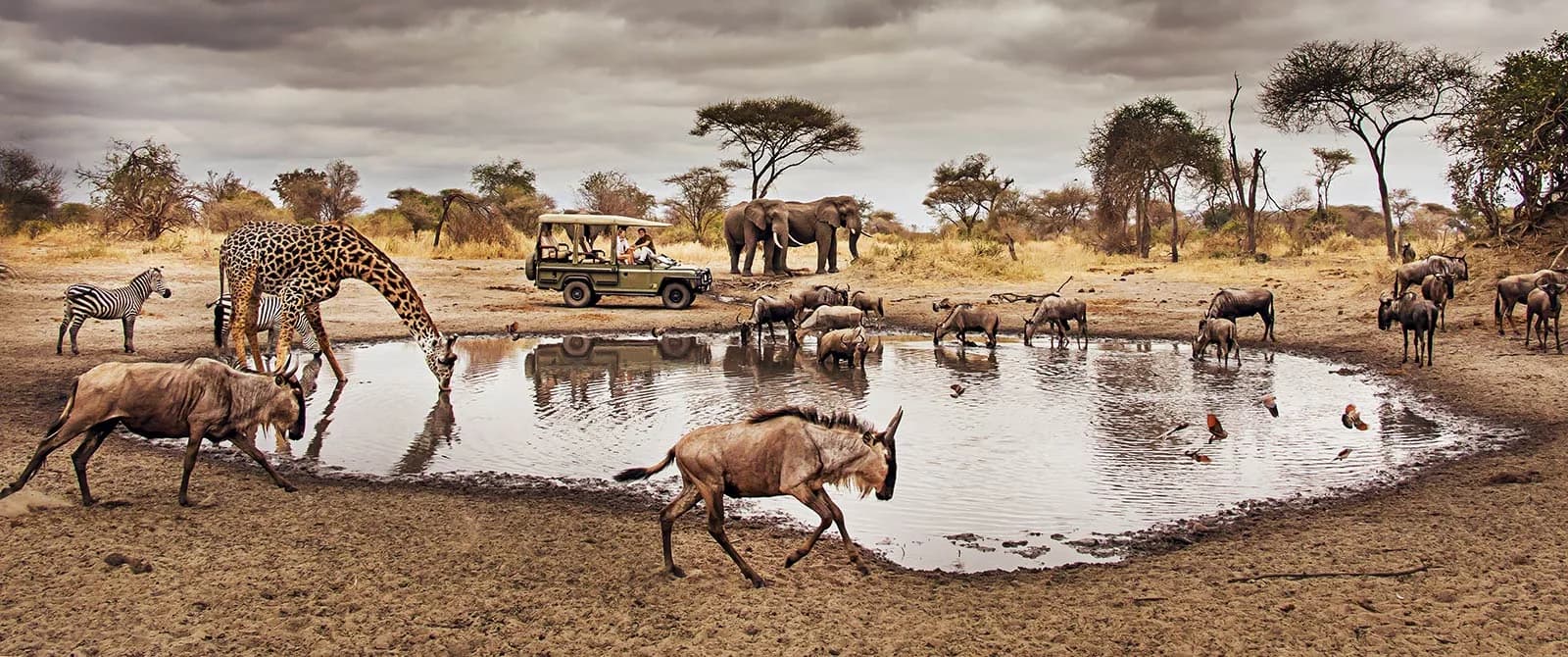 Giraffe, elephants, zebra and antelope gathered around a waterhole beneath acacia trees
