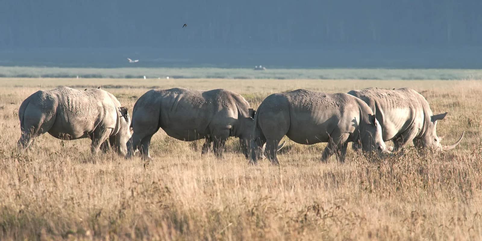 A group of rhinos grazing together on open grassland