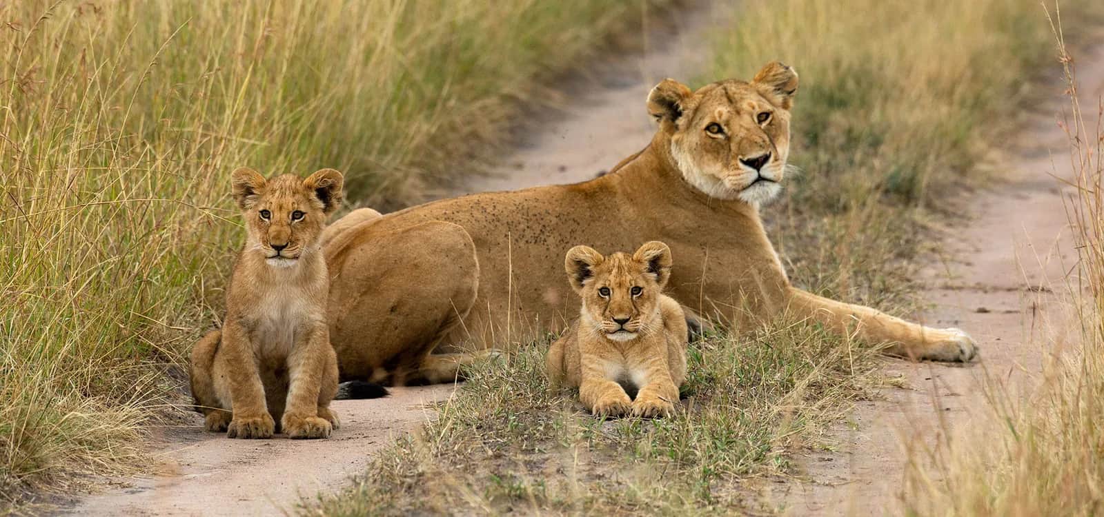 A lioness resting on a track with two cubs beside her