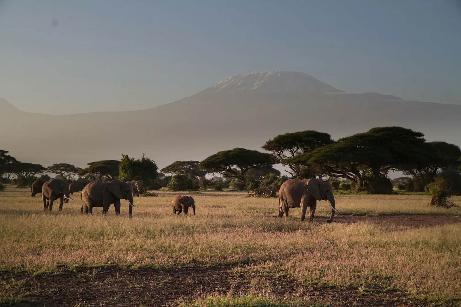 Elephants and acacia trees beneath a hazy Kilimanjaro on a still morning