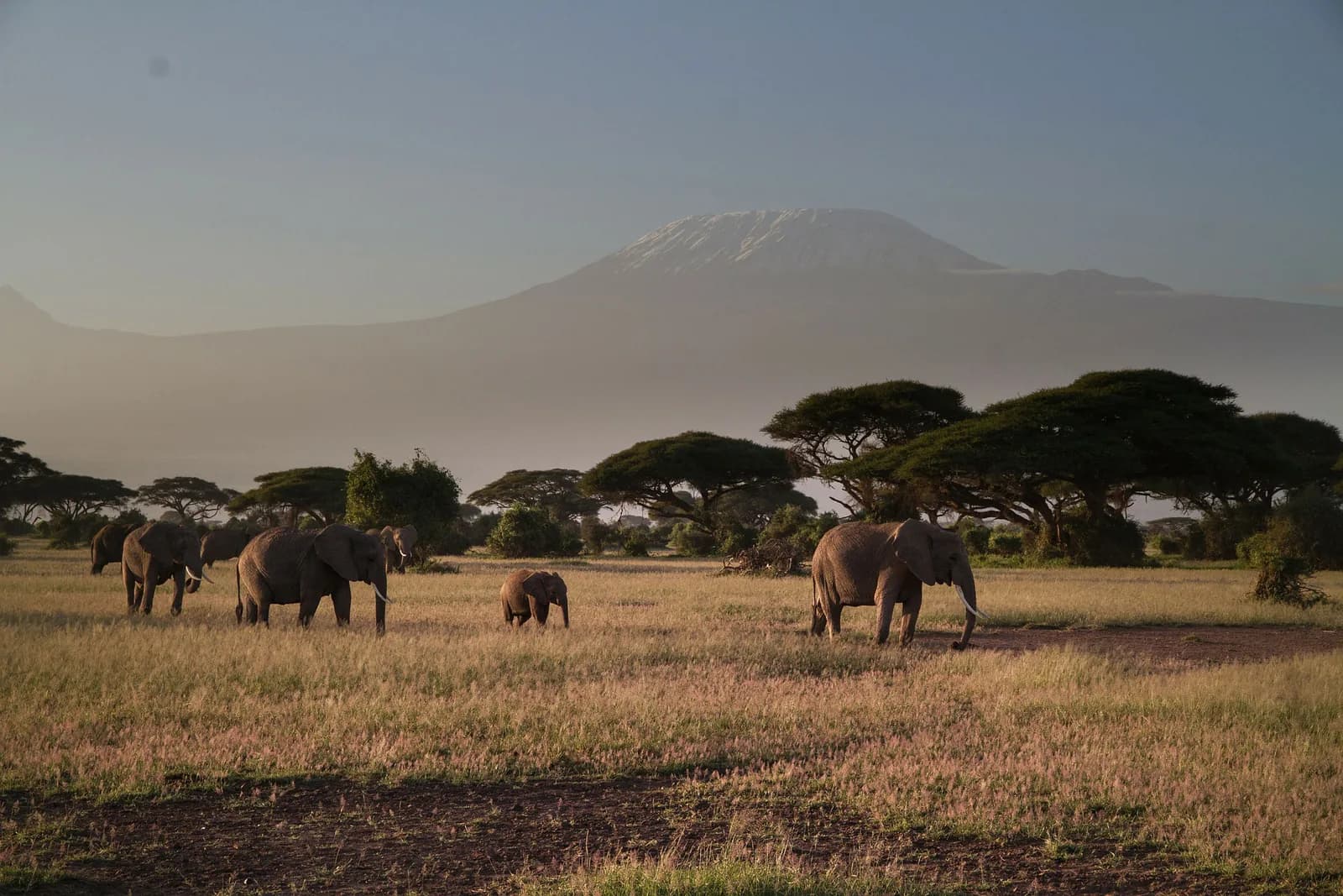 Elephants crossing grassland with acacia trees and a snow-marked mountain in the distance