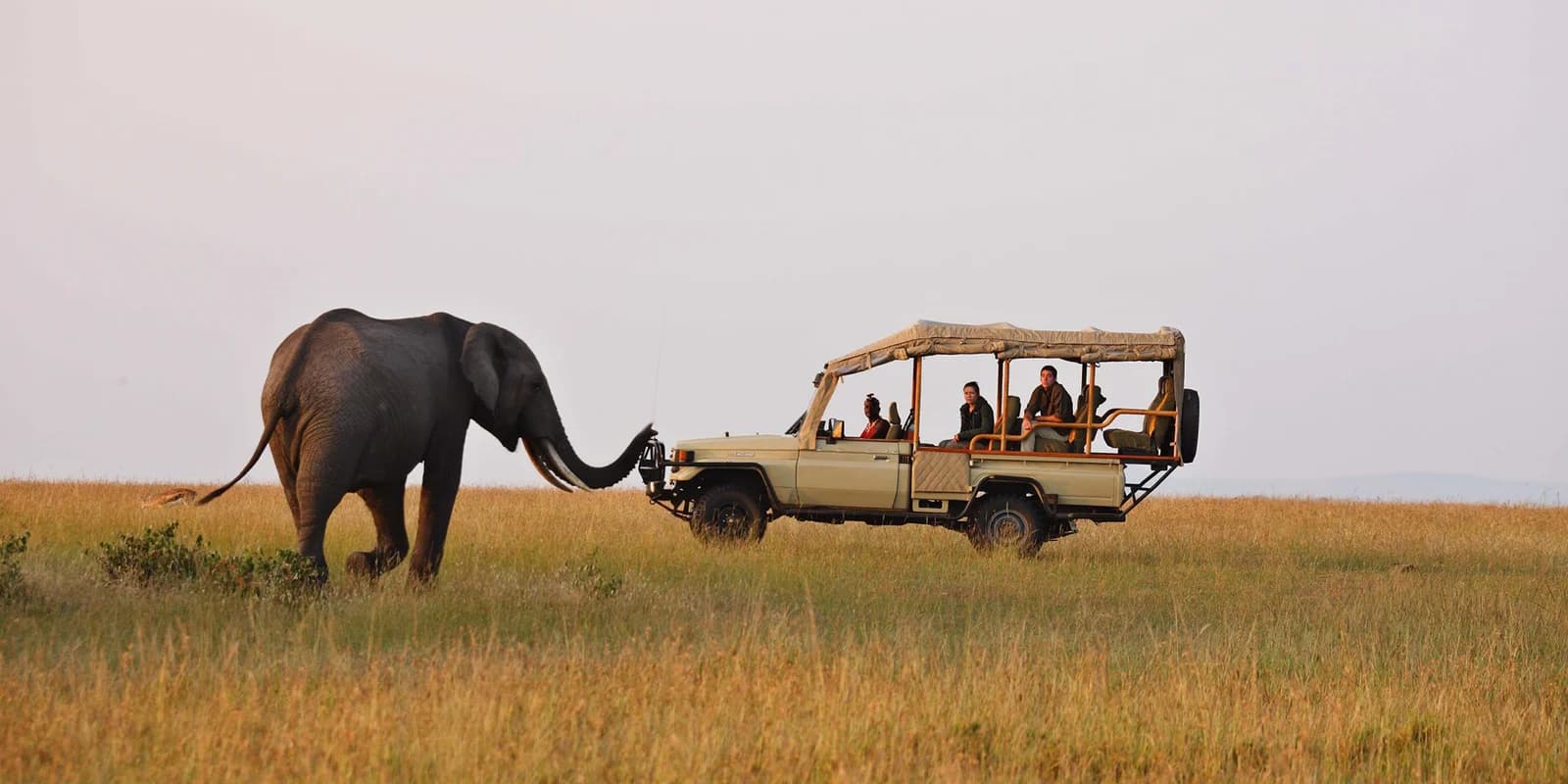 Elephant reaching its trunk toward an open safari vehicle in the savannah