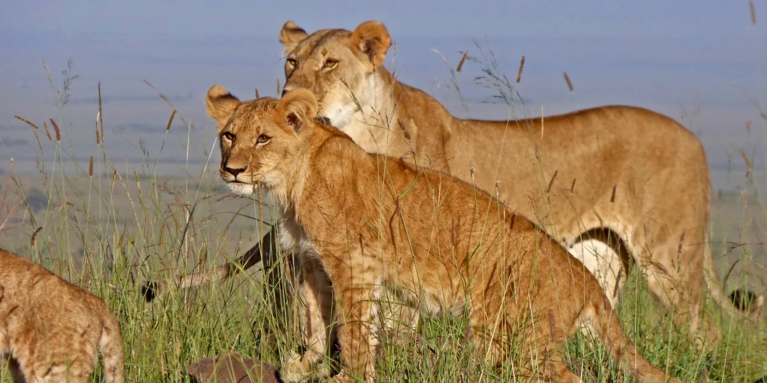 Two lions standing in tall savannah grass during a wildlife safari