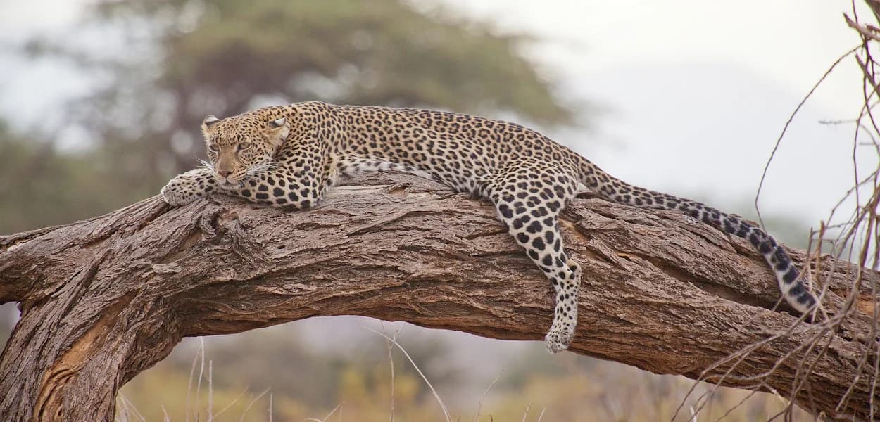 Leopard resting across a large fallen tree branch