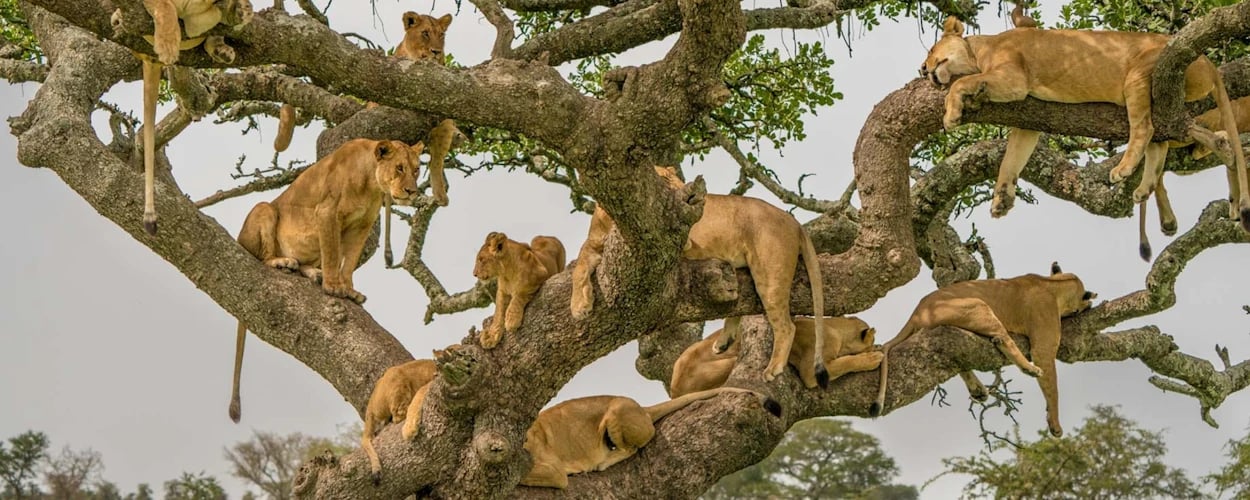 Lions resting on the branches of a tree above open vegetation