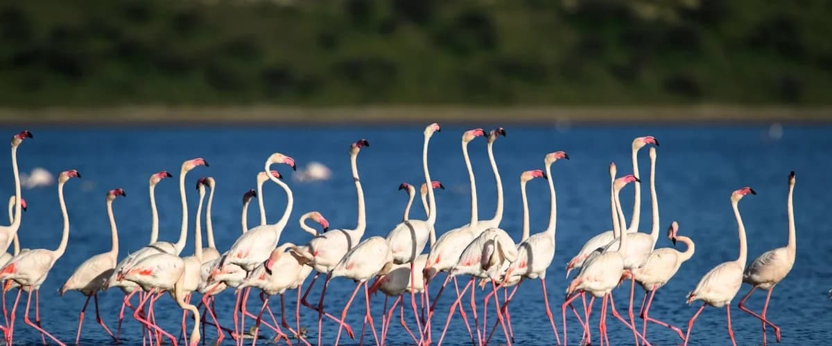 Flamingos gathered in shallow water