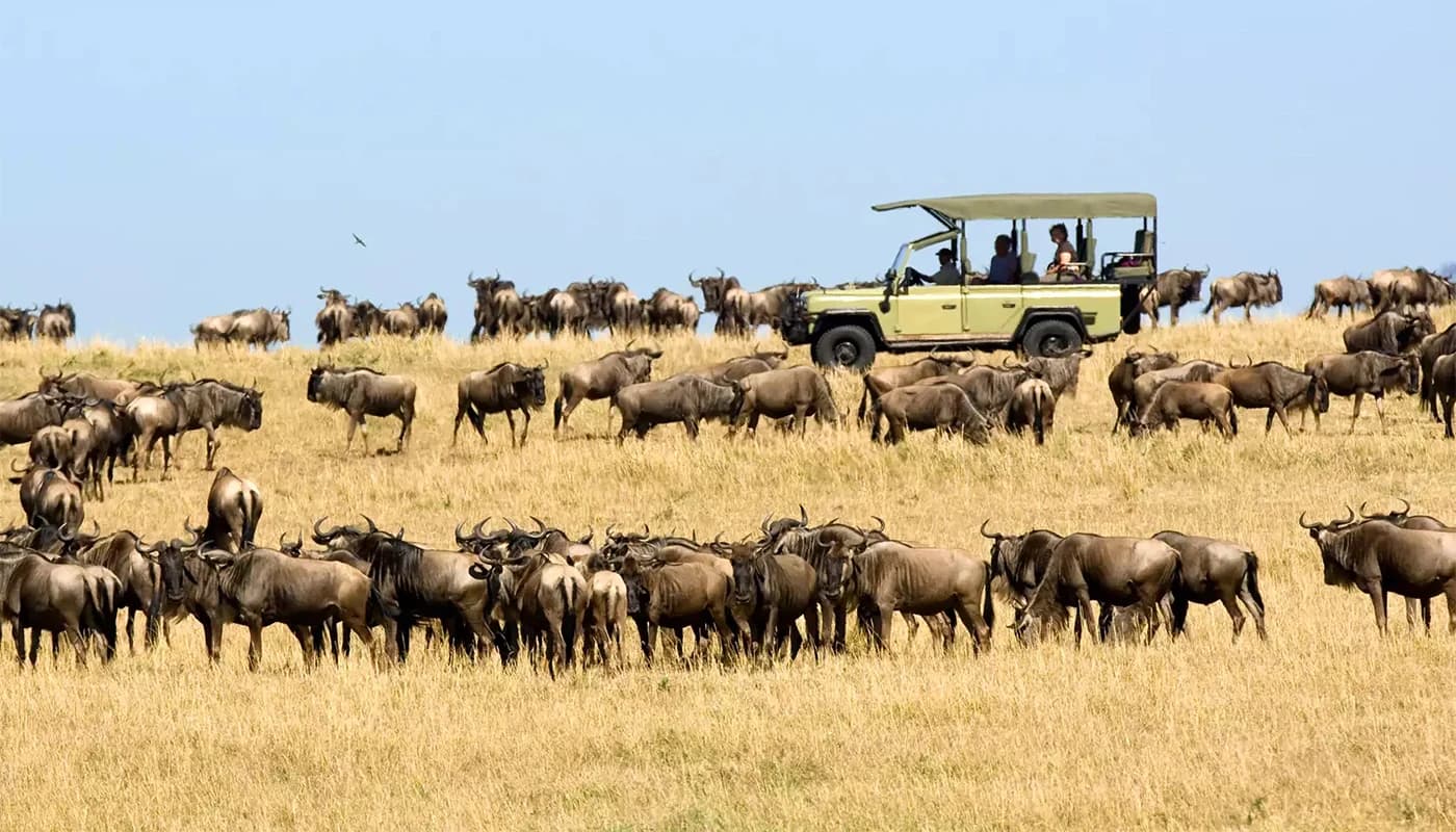 Wildebeest scattered across open plains with a safari vehicle in the distance