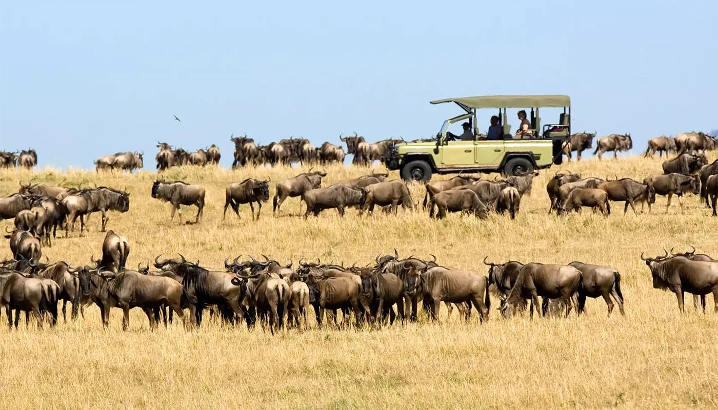 Wildebeest scattered across open plains with a safari vehicle in the distance