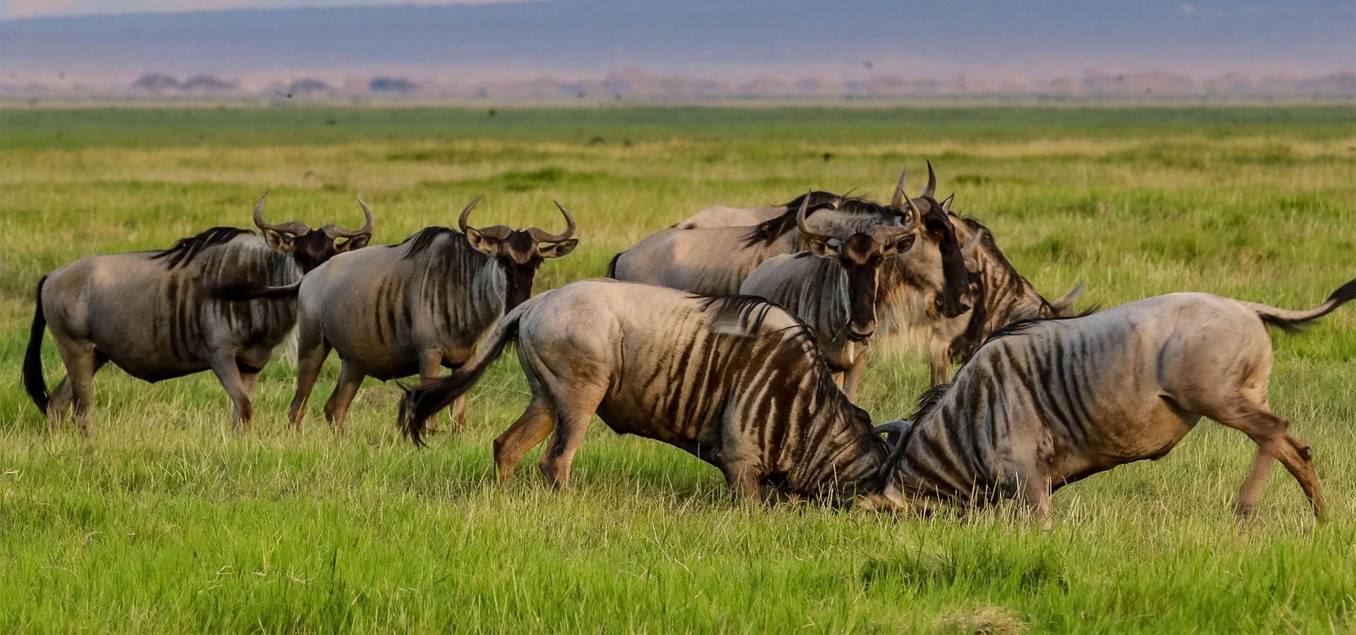Wildebeest herd spread across open grassland with two animals in the foreground