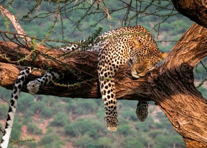 Leopard resting across the fork of a tree with woodland behind it