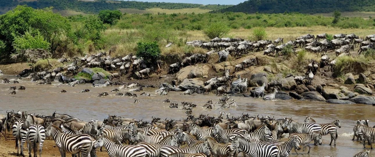 Zebras and wildebeest gathered around a rocky river and grassy banks