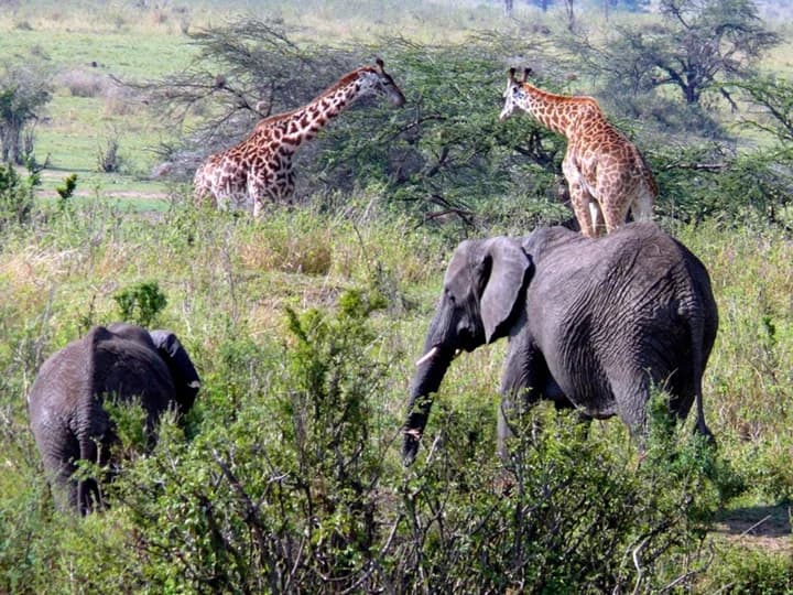 Elephants and giraffes among open woodland and scrub