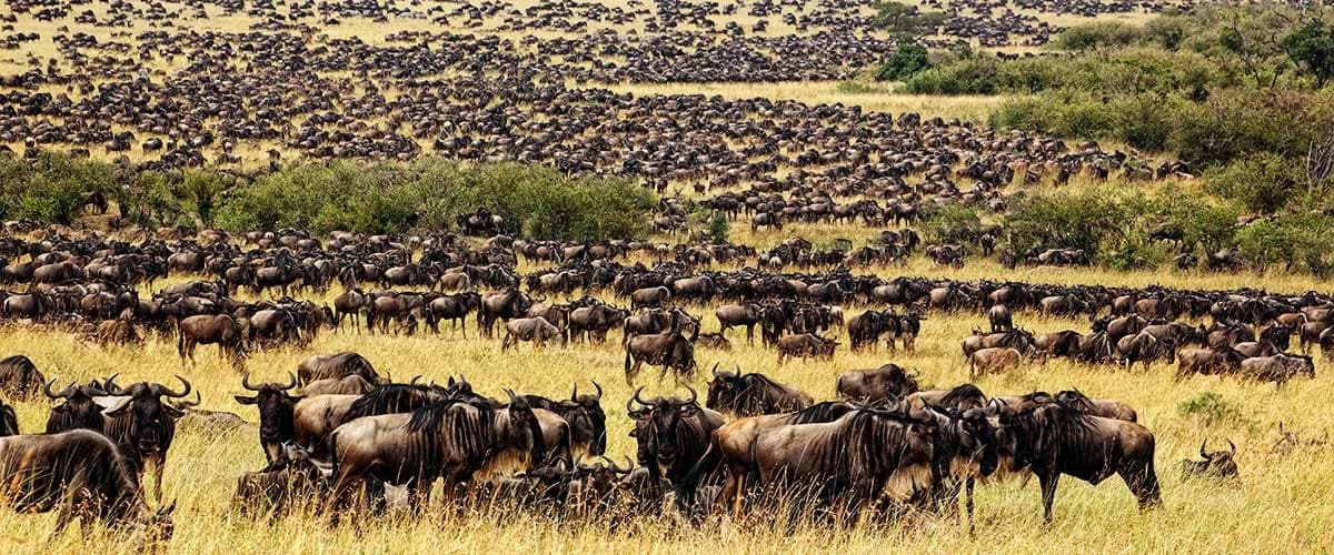 Large herd of wildebeest spread across grassland and low scrub