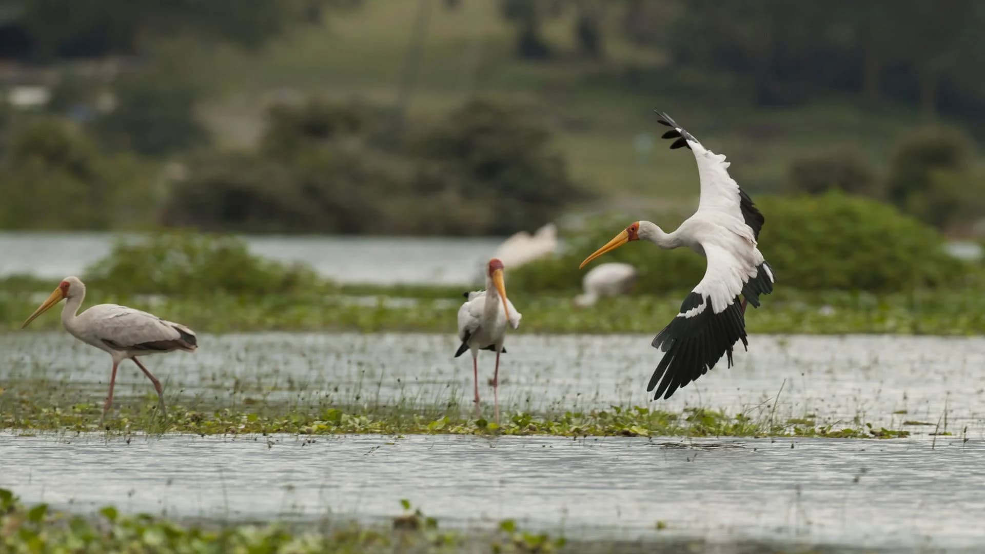 Three waterbirds in shallow wetland vegetation with one bird coming in to land