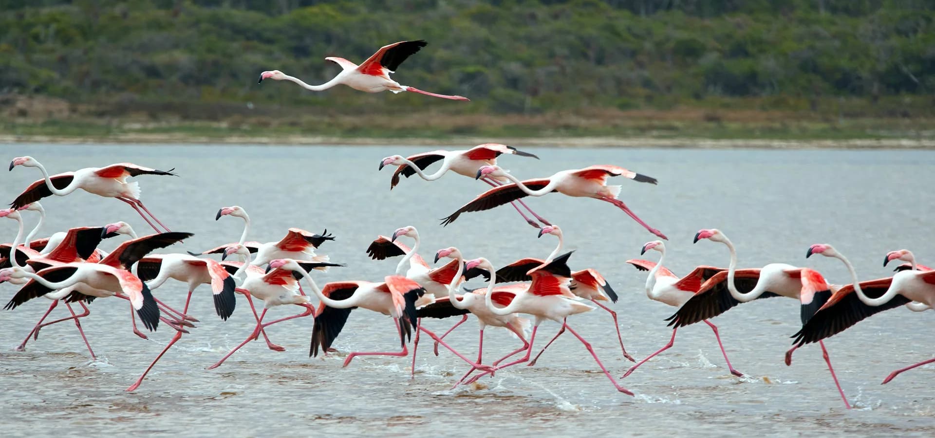 Flamingos running and flying above shallow water
