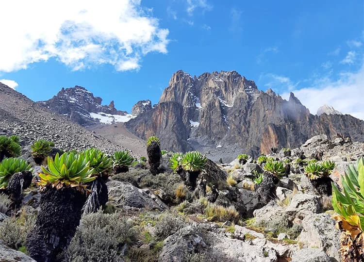Dense mountain vegetation below rugged rocky peaks