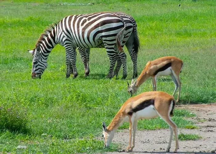 Zebra and antelopes standing on open green grassland