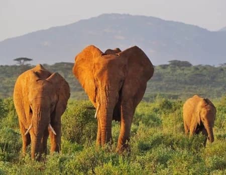 Three elephants, including a smaller juvenile, standing on dry ground