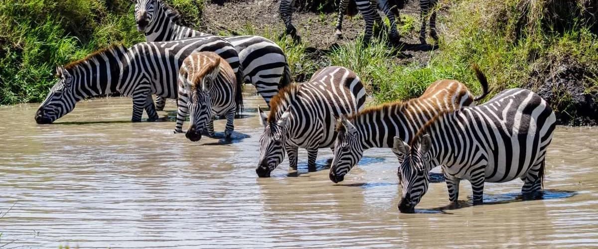 Zebras drinking at the edge of still water