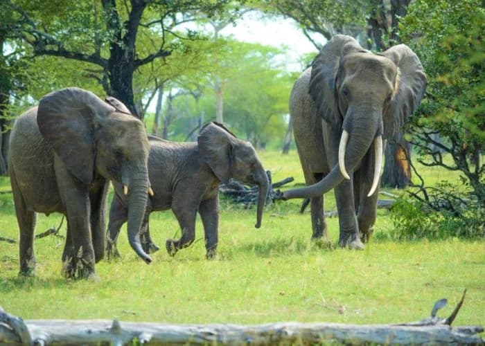 Elephant family near trees and a shallow water edge