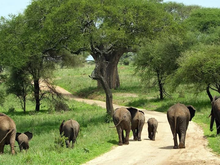 Elephants walking along a track beneath mature trees