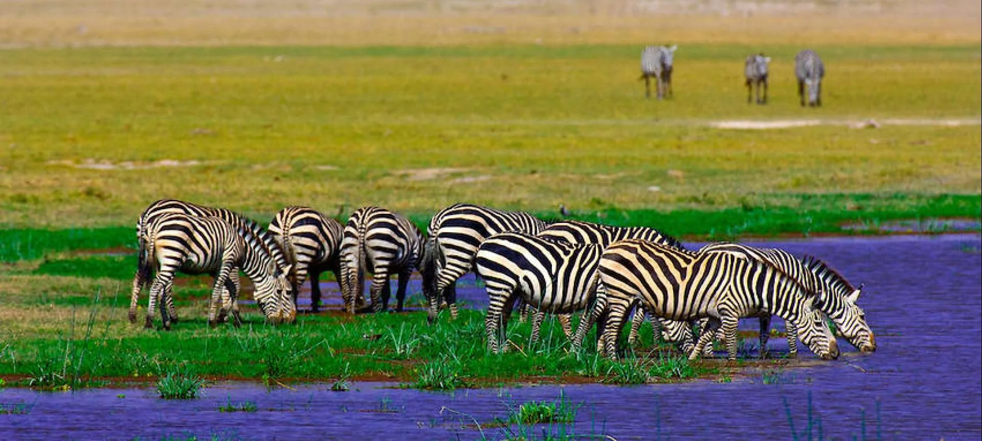 Zebras standing beside shallow water in wet grassland across an open plain