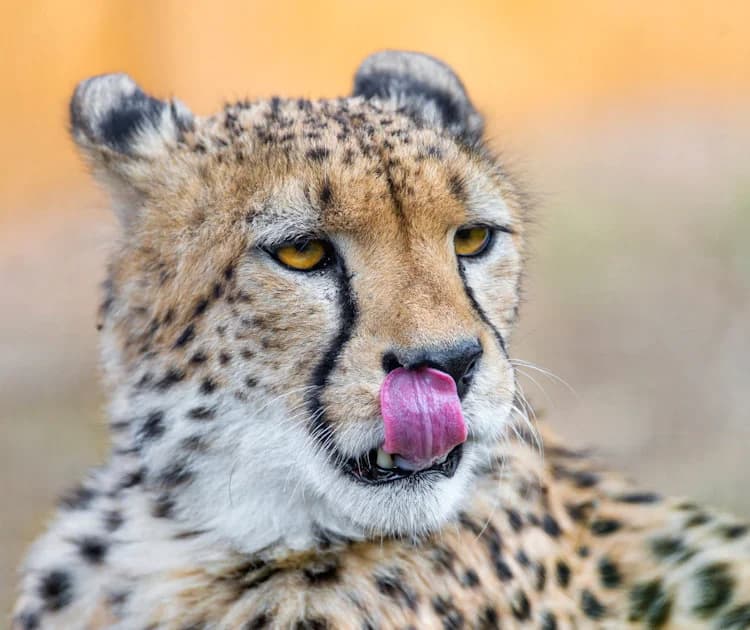 Cheetah in open grassland against a softly blurred background