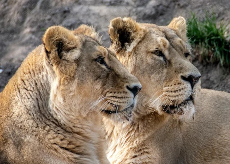 Two lionesses lying together in open grassland