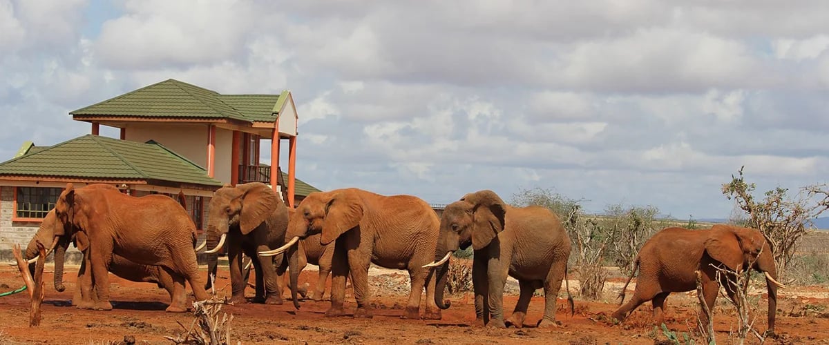 Elephant herd walking across red earth with dry scrub beneath a cloudy sky