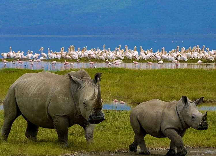 Adult rhinoceros with a juvenile near water with birds, grass and a wooded escarpment