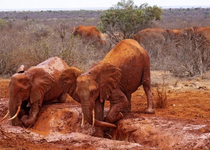 Elephants coated in red soil standing at a muddy hollow amid semi-arid thorn scrub