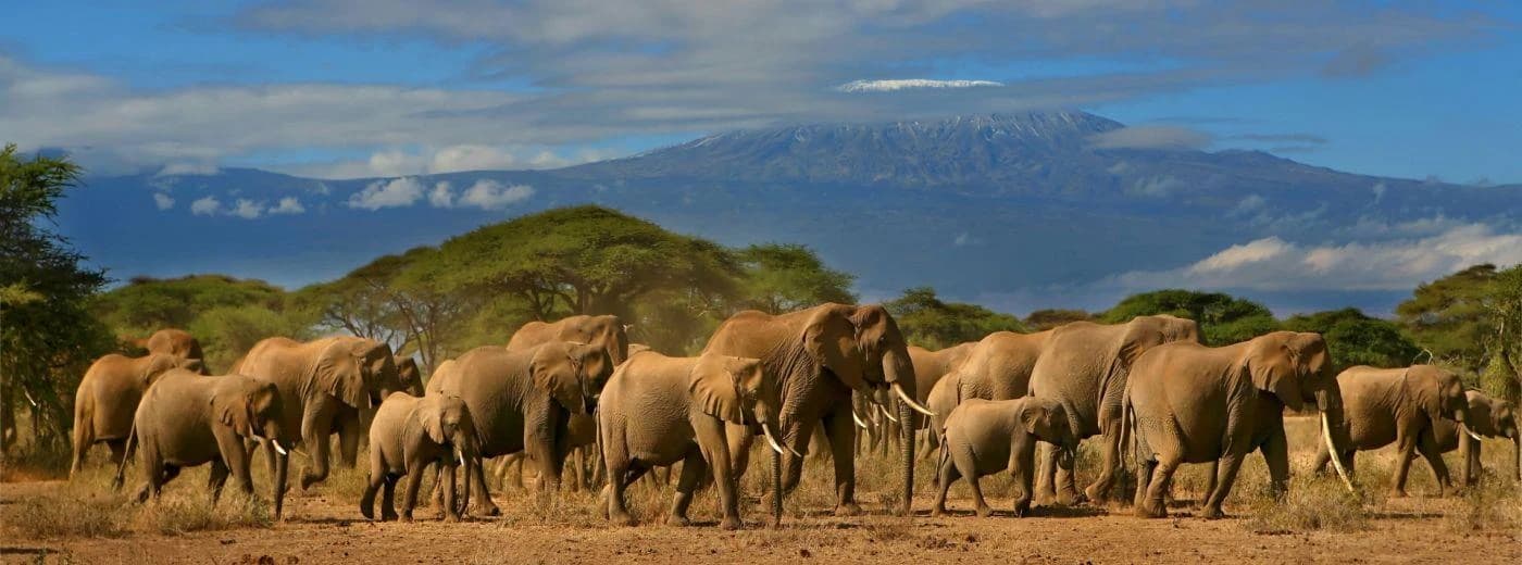Elephant herd crossing an open plain with a mountain in the distance