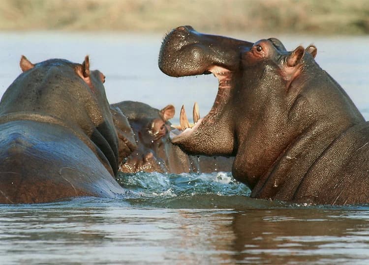 Hippos in freshwater with vegetation along the shore