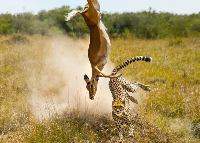 Cheetah and gazelle in dry grassland